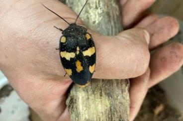 Insekten kaufen und verkaufen Foto: Cockroaches for Hamm 8.3.2025