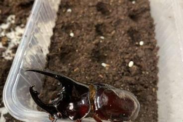 Insekten kaufen und verkaufen Foto: Beetles for Hamm 8.3.2025