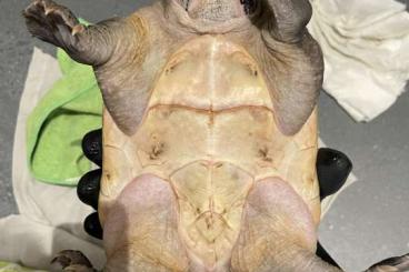 Sumpfschildkröten kaufen und verkaufen Foto: 1.0 STAUROTYPUS TRIPORCATUS ADULT