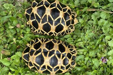 Landschildkröten kaufen und verkaufen Foto: 1.1. Geochelone Platynota
