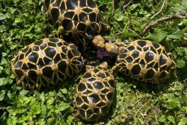 Landschildkröten kaufen und verkaufen Foto: 4.0 Geochelone Platynota 