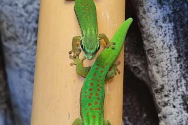 Geckos kaufen und verkaufen Photo: Phelsuma / Taggecko / Gecko