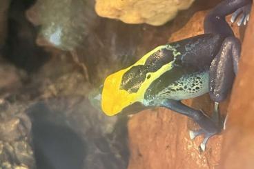 Poison dart frogs kaufen und verkaufen Photo: Dendrobates tinctorius Brasilianer MÄNNLEIN 