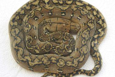 Pythons kaufen und verkaufen Photo: Malayopython reticulatus Marble Pythons kaufen und verkaufen Photo: Malayopython reticulatus Marble