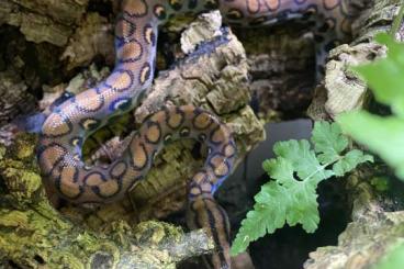 Boas kaufen und verkaufen Foto: Epicrates cenchria cenchria // Rote Regebogenboa 0.0.1