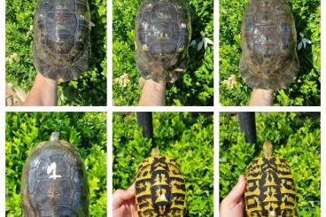 Landschildkröten kaufen und verkaufen Foto: Puglia, sicily hermanni and Sardinian marginata for sale