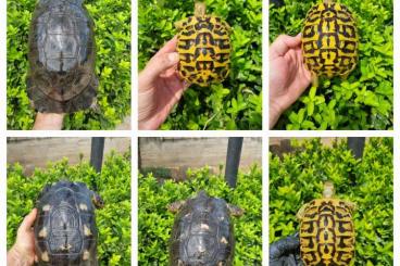Landschildkröten kaufen und verkaufen Foto: For hamm and other countries , hh  Puglia, sicily and Marginata 
