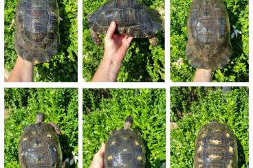 Landschildkröten kaufen und verkaufen Foto: Testudo marginata sarda for sale