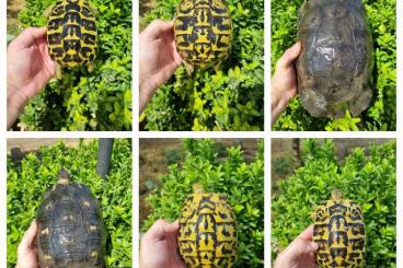 Landschildkröten kaufen und verkaufen Foto: Turtles for 6 october Verona fair 