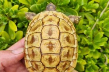 Landschildkröten kaufen und verkaufen Foto: hh Isabella for Verona fair Landschildkröten kaufen und verkaufen Foto: hh Isabella for Verona fair