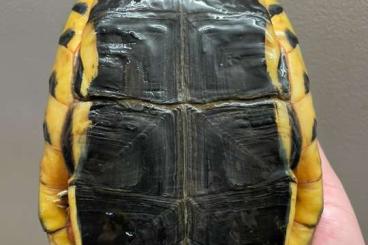 Schildkröten  kaufen und verkaufen Foto: Last call Available for hamm 11/03 