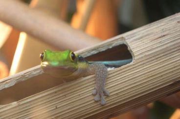 Geckos kaufen und verkaufen Photo: 2.0 Phelsuma klemmeri abzugeben