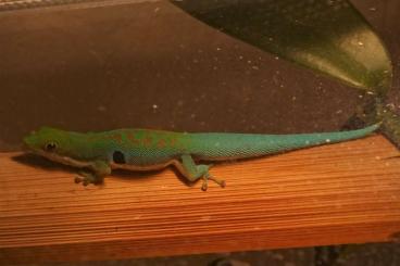 Geckos kaufen und verkaufen Photo: semiadulte Phelsuma dorsivittata paradoxa abzugeben
