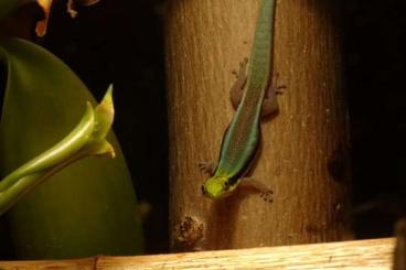 Geckos kaufen und verkaufen Photo: 1,1 Phelsuma klemmeri abzugeben