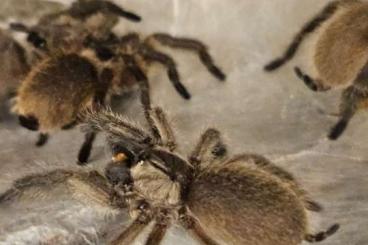 Spinnen und Skorpione kaufen und verkaufen Foto:  0.0.60 Monocentropus balfouri