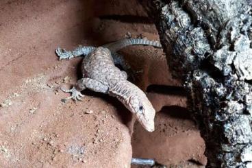 Warane kaufen und verkaufen Foto: Suche 0.1 varanus pilbarensis