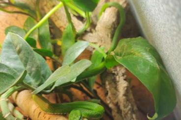 Colubrids kaufen und verkaufen Photo: Gonyosoma prasinum 0.0.2 NZ aus 2024 Colubrids kaufen und verkaufen Photo: Gonyosoma prasinum 0.0.2 NZ aus 2024