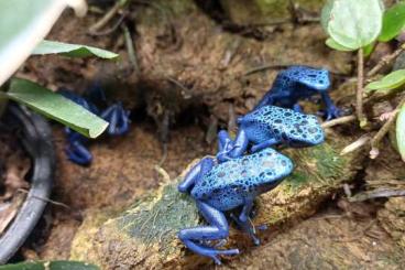 Pfeilgiftfrösche kaufen und verkaufen Photo: Dendrobates T. Azureus NZ Pfeilgiftfrösche kaufen und verkaufen Photo: Dendrobates T. Azureus NZ