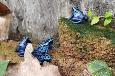 Poison dart frogs kaufen und verkaufen Photo: Dendrobates T. Azureus NZ