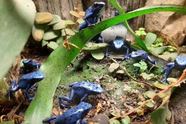 Poison dart frogs kaufen und verkaufen Photo: NZ Dendrobates T. Azureus