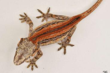 Lizards kaufen und verkaufen Photo: 0.0.40 Crested & Gargoyle Geckos HIGH QUALITY MORPHS  TRADES FOR: 