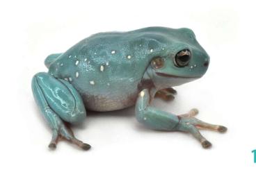 frogs kaufen und verkaufen Photo: BLUE WHITES TREE FROG - LITORIA CAERULEA