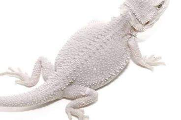 Lizards kaufen und verkaufen Photo: WHITE ZERO POGONA , TRANS, RED