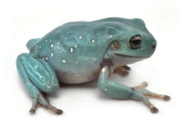 Frösche  kaufen und verkaufen Foto: BLUE LITORIA CAERULEA CB24 , HAMM