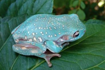 Frösche  kaufen und verkaufen Foto: SNOWFLAKE LITORIA CAERULEA - HAMM 