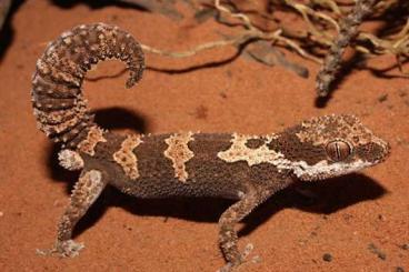 Echsen  kaufen und verkaufen Foto: PACHYDACTYLUS RUGOSUS CB23 