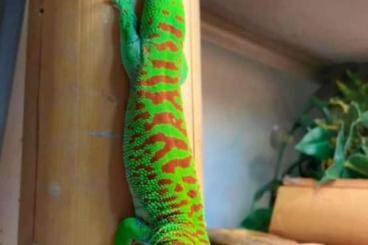 Echsen  kaufen und verkaufen Foto: PHELSUMA GRANDIS HIGH RED - HAMM