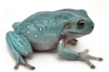 Echsen  kaufen und verkaufen Foto: LITORIA CAERULEA DEEP BLUE 