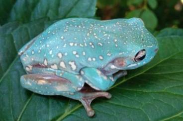 Echsen  kaufen und verkaufen Foto: LITORIA CAERULEA SNOWFLAKE