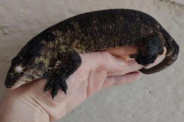 Echsen  kaufen und verkaufen Foto: DARK POINDIMIÉ LEACHIANUS - GIANT GECKOS 