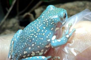 Frösche  kaufen und verkaufen Foto: LITORIA CAERULEA SNOWFLAKE 