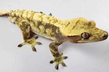 Lizards kaufen und verkaufen Photo: CRESTED GECKOS FOR SALE OR TRADE 