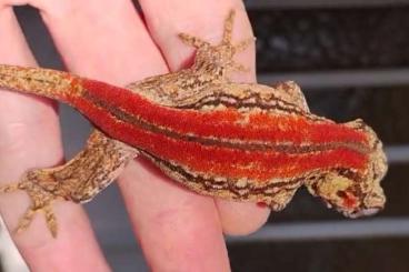 Lizards kaufen und verkaufen Photo: SUPER RED AURICULATUS & MORE