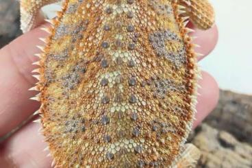 Echsen  kaufen und verkaufen Foto: POGONA VITTICEPS SUBADULT & JUVENILE