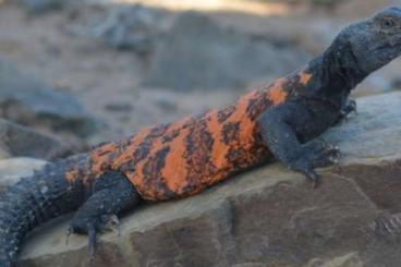 Echsen  kaufen und verkaufen Foto: UROMASTYX FLAVIFASCIATA ORANGE/BLACK