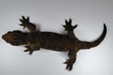 Geckos kaufen und verkaufen Photo: POINDIMIÉ MALE , DARK SUBADULT