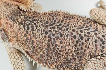 Echsen  kaufen und verkaufen Foto: POGONA VITTICEPS BLACK SCALES MALE