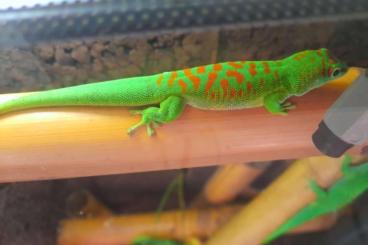 Echsen  kaufen und verkaufen Foto: PHELSUMA GRANDIS HIGH RED - HAMM