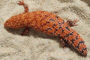 Lizards kaufen und verkaufen Photo: EGERNIA EPSISOLUS CB23 HOUTEN