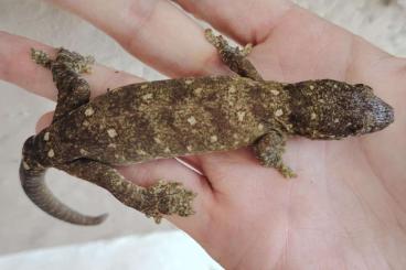 Echsen kaufen und verkaufen Foto: RHACODACTYLUS TRACHYCEPHALUS Echsen kaufen und verkaufen Foto: RHACODACTYLUS TRACHYCEPHALUS