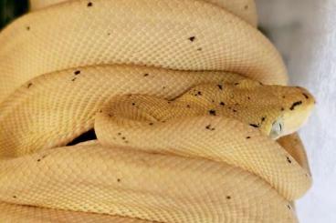 Snakes kaufen und verkaufen Photo: Corallus hortulanus  cb '23