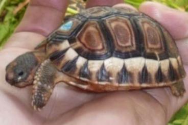 Schildkröten  kaufen und verkaufen Foto: Looking for / Suche Chersina Angulata 