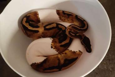 Königspythons kaufen und verkaufen Foto: 1.0 Leopard Pied Piebald CB 06/2022