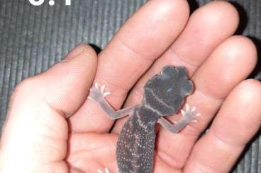 Geckos kaufen und verkaufen Foto: Nephrurus levis levis Knopfschwanzgecko CB24