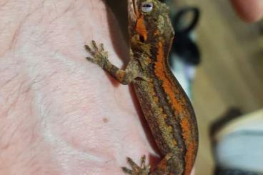 Geckos kaufen und verkaufen Foto: 1.3.1 Rhacodactylus auriculatus Höckerkopfgecko CB22 und CB24