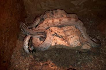 Snakes kaufen und verkaufen Photo: 2 Hakennasennattern (Heterodon nasicus)